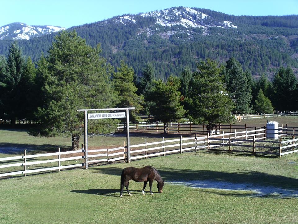 Horses love Silver Ridge Ranch